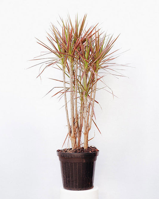 Dracena Arco-iris 025