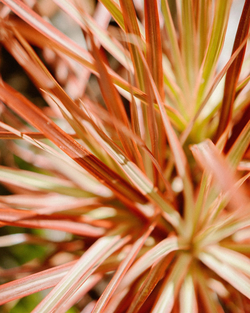 Dracena Arco-iris 025