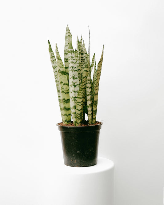 Espada de São Jorge 021 - verde alta