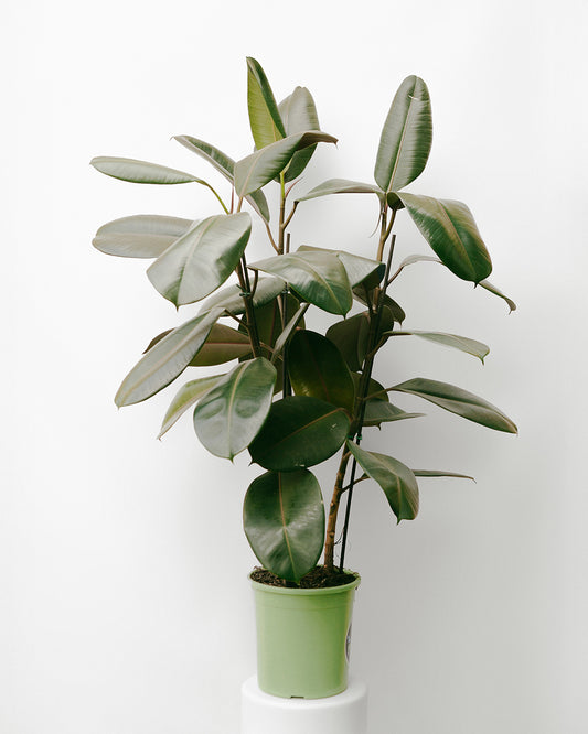 Ficus Elástico 025 - rubro