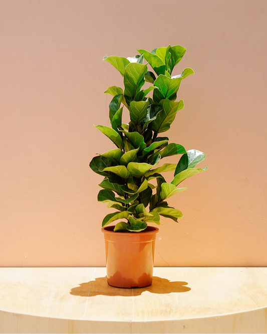 Ficus Lyrata 025 - bambino