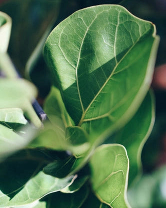 Ficus Lyrata 025 - bambino