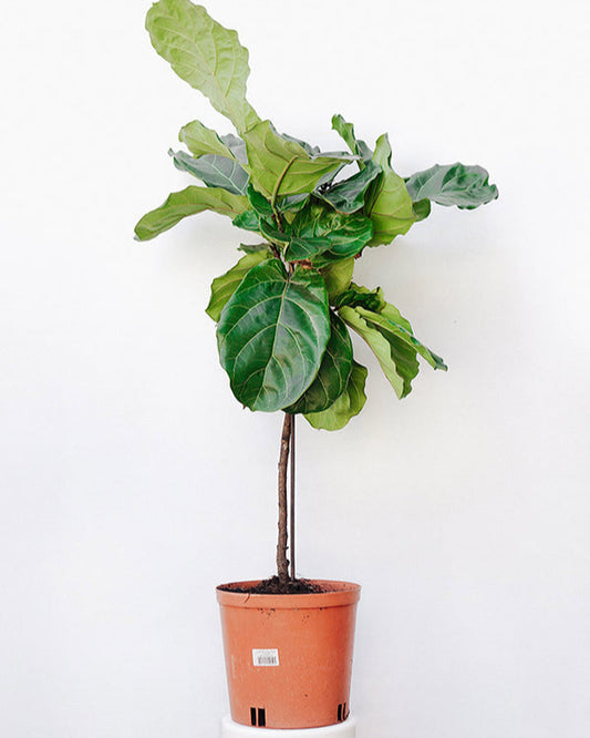 Ficus lyrata 038 - bambino arvoreta