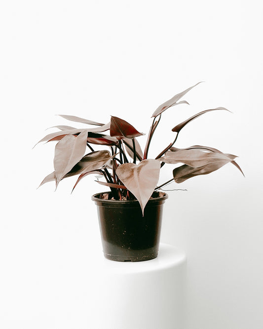 Filodendro Rubro 025