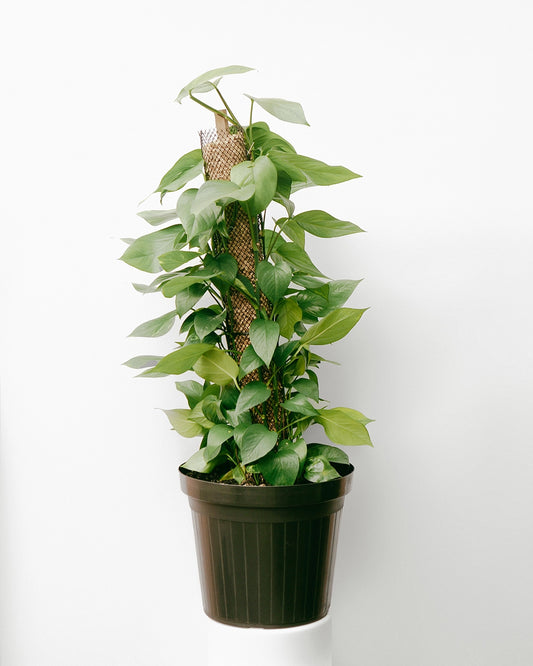 Jiboia 033 - na tela