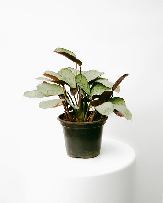 Maranta Cinza 015