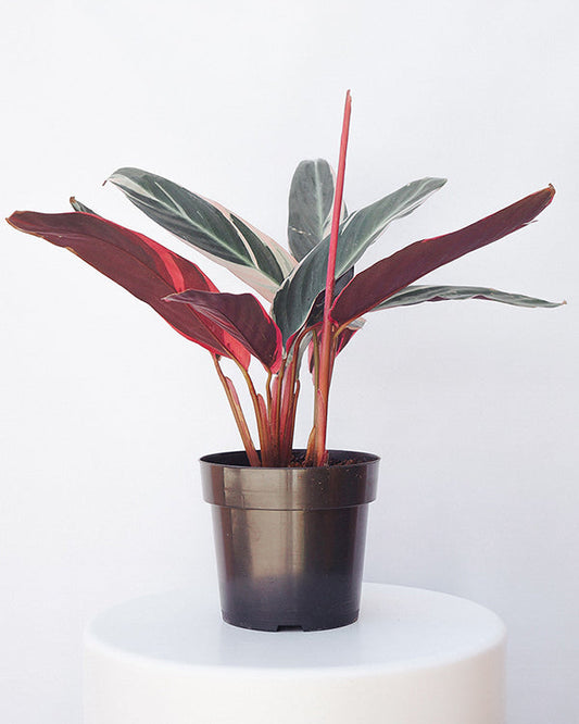 Maranta Tricolor 018