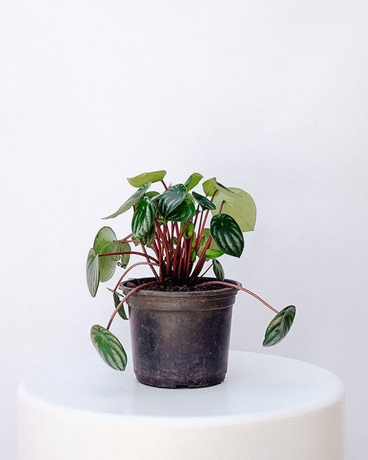 Peperômia Melancia 015