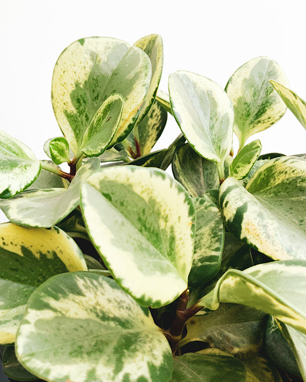 Peperômia Obtusifolia 012 - variegada