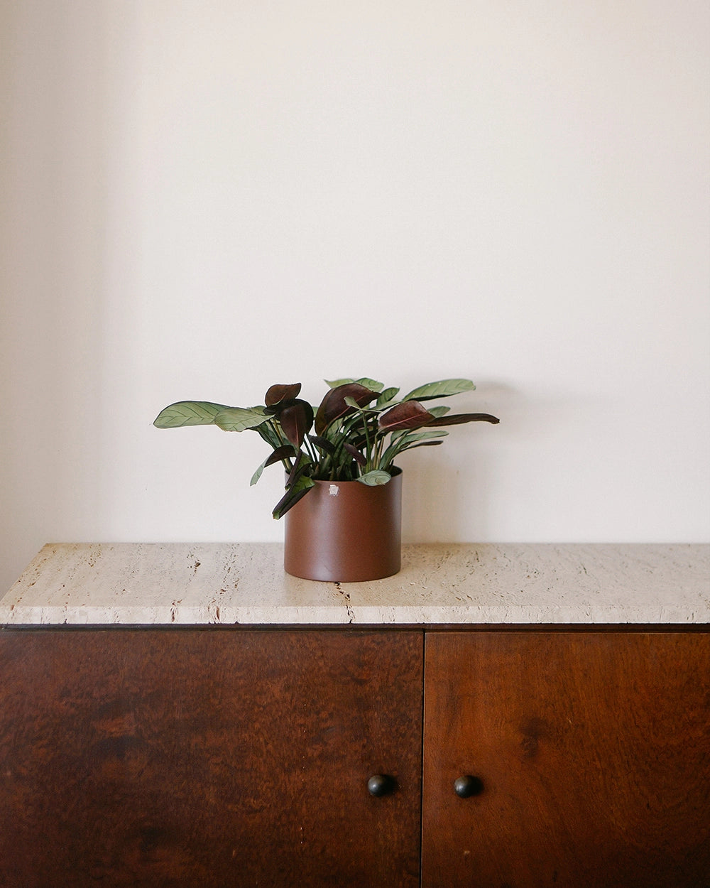 Maranta Cinza 015