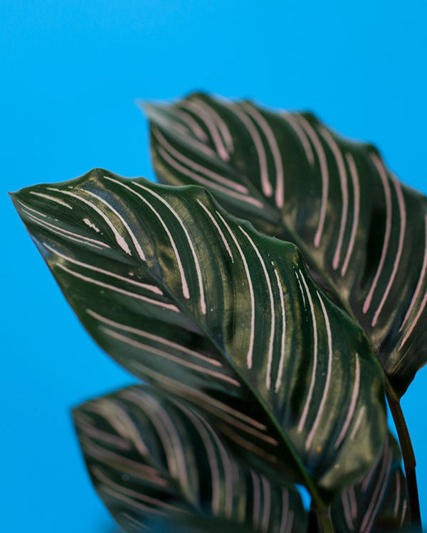 Maranta Ornata 015